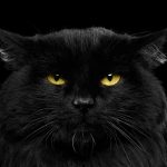1-close-up-black-cat-with-yellow-eyes-sergey-taran.jpg